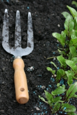 Garden fork and seedlings